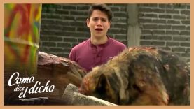 perros